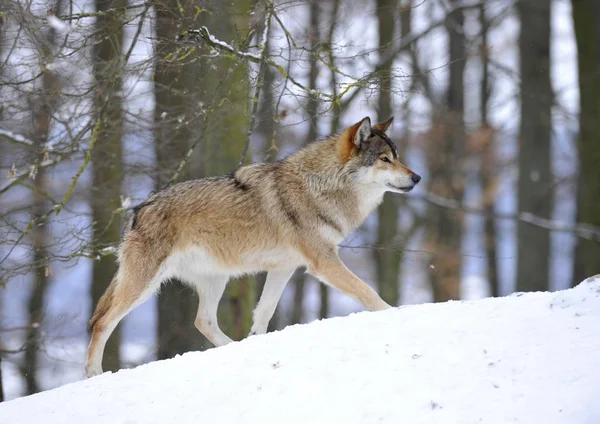 Alaskan Tundra Wolf Leider Van Het Peloton — Stockfoto