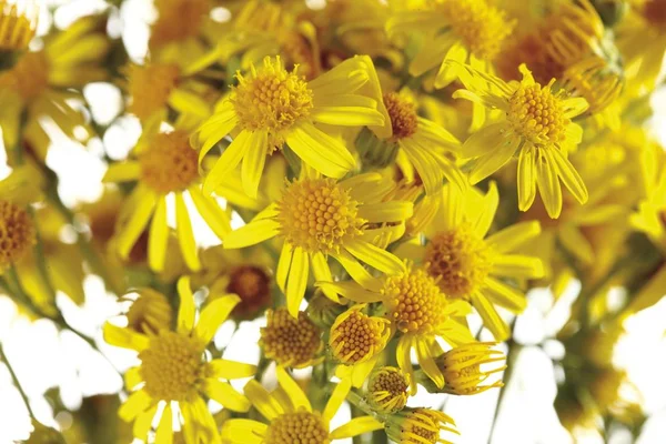 Ragwort Nuvarande Giftig Växt — Stockfoto