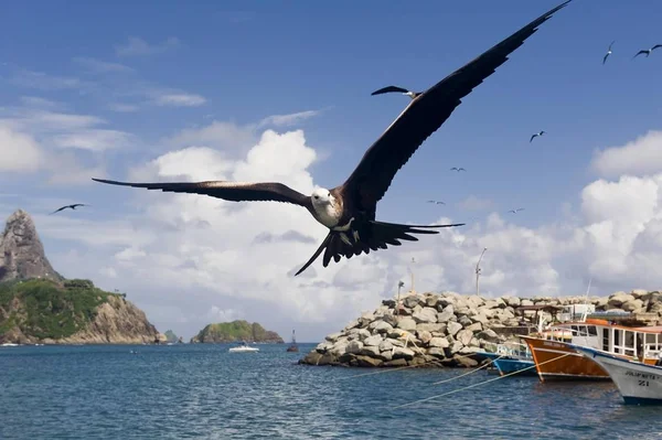 Muhteşem Frigatebird Fregata Magnificens Fernando Noronha Brezilya Güney Amerika — Stok fotoğraf