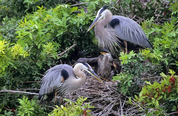 Herons on the tree top — Stock Photo, Image