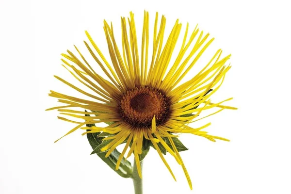 Horseheal Gul Blomma Inula — Stockfoto