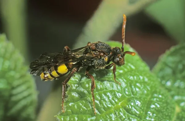 Redhead Wasp Bees Nomada Lathburiana Spider — Stock Photo, Image