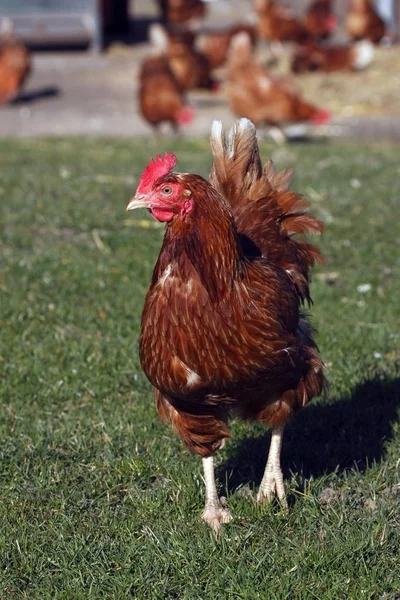 Szárnyas Pajta Tyúk Csirke Gallus Gallus Domesticus — Stock Fotó