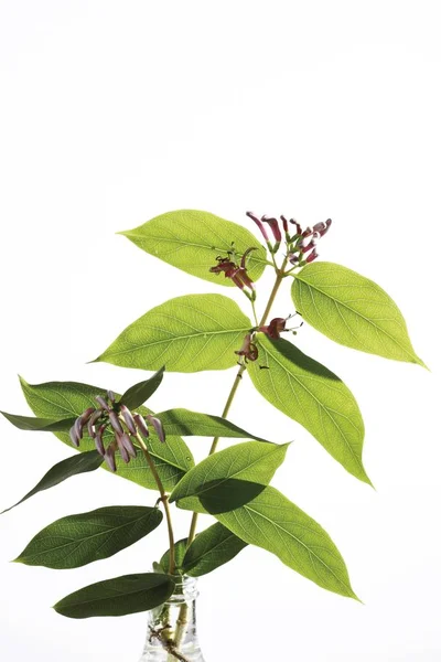 Lonicera 배경에서 — 스톡 사진