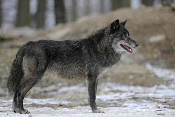 Makrelenwolf Kanadischer Wolf Holzwolf Canis Lupus Occidentalis — Stockfoto