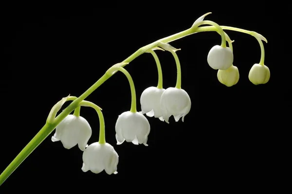 Convallaria Majalis Konwalia Kwiaty — Zdjęcie stockowe