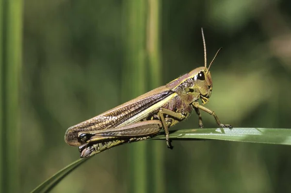 Close Sumpfschrecke Grasshopper Mecostethus Grossus Feminino — Fotografia de Stock