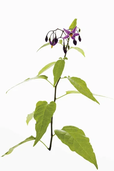 Planta Camisola Agridoce Solanum Dulcamara Isolada Branco — Fotografia de Stock