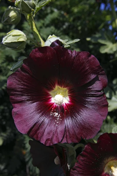 Bloeiende Zwarte Hollyhock Alcea Rosea Cultivar Nigra — Stockfoto