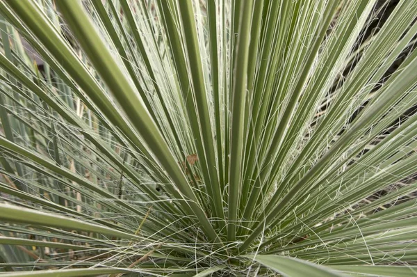 Great Plains Yucca Yucca Glauca — Stockfoto