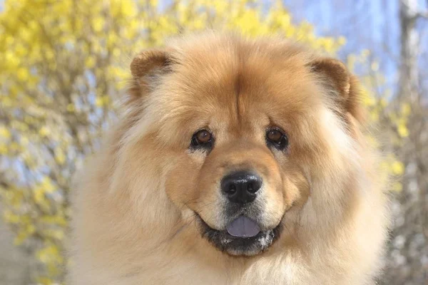 Chow Chow Hund Porträtt — Stockfoto