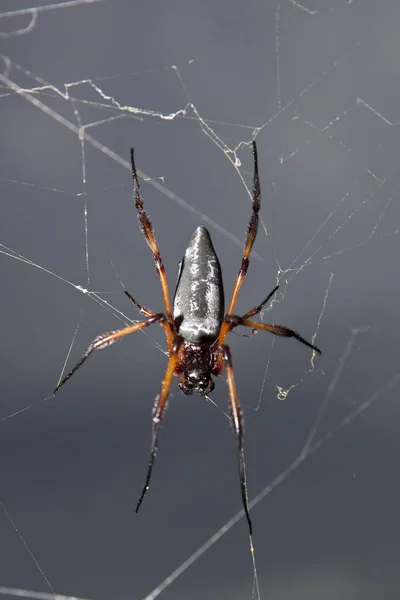 パーム蜘蛛 ディーグ島 セイシェル インド洋 アフリカ — ストック写真
