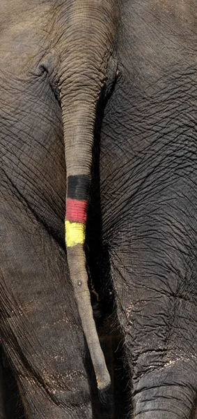 Elefante Asiático Elefante Indio Elephas Maximus Cola Pintada Con Bandera — Foto de Stock