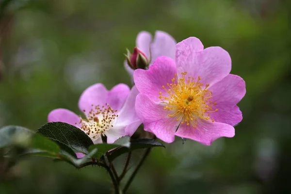 Pąki Kwiaty Rosa Corymbifera — Zdjęcie stockowe