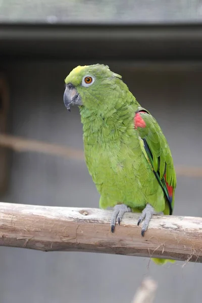 Жовтий Коронований Amazon Папуга Amazona Ochrocephala — стокове фото