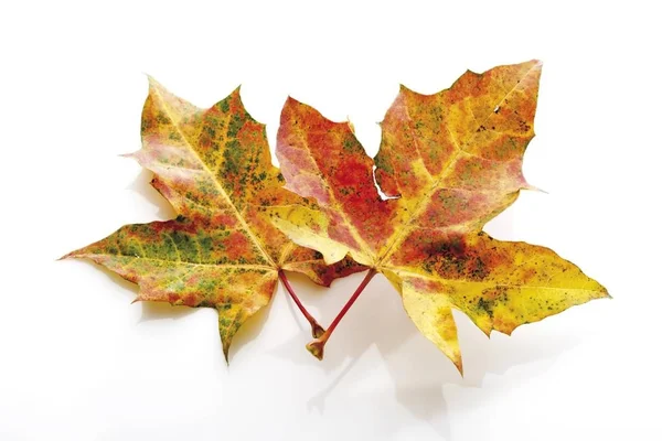 Podzimní Listí Javor Acer Izolované Bílém — Stock fotografie
