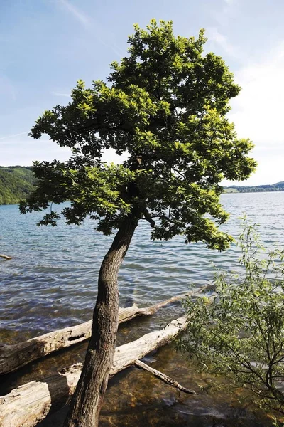 Lago Laach Vulkaneifel Renania Palatinado Alemania Europa —  Fotos de Stock