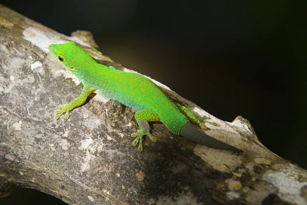 Gecko Vert Phelsuma Queue Cultivée Sur Branche Île Digue Seychelles — Photo