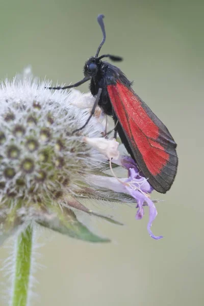 Zblízka Purple Burnet Moth Mesembrynus Purpuralis — Stock fotografie