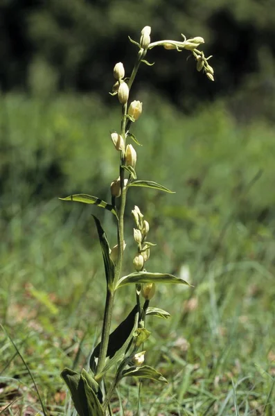 White Helleborine Cephalanthera Damasonium Swabian Alb Baden Wuerttemberg Germany Europe — Stock Photo, Image