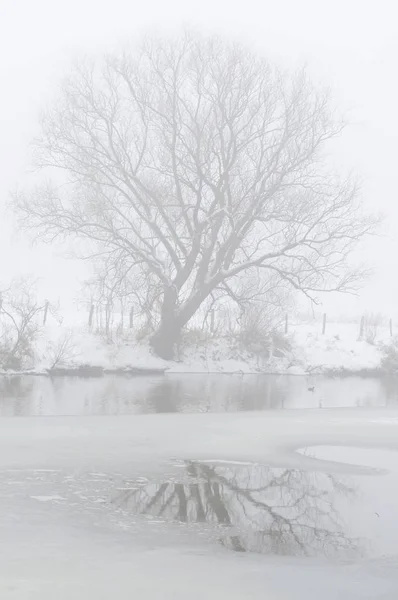 Tree Icy River Landscape Fog — Stock Photo, Image