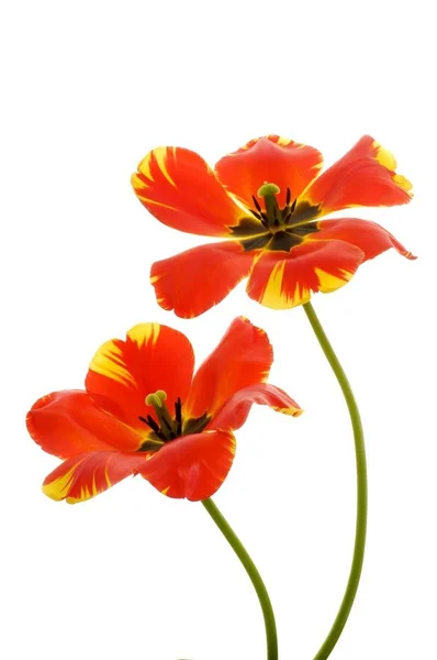 Röd Tulpan Blommor Isolerad Vit Tulipa — Stockfoto