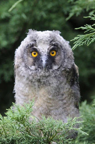 Långa Eared Owl Asio Otus Fågel — Stockfoto