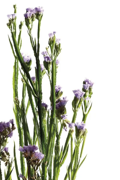 Tengeri Levendula Virág Sóvirág Latifolium — Stock Fotó
