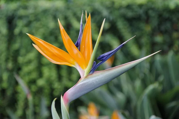 Daru Virág Strelitzia Reginae Botanikus Kertben Jardim Botanico Madeira Funchal — Stock Fotó