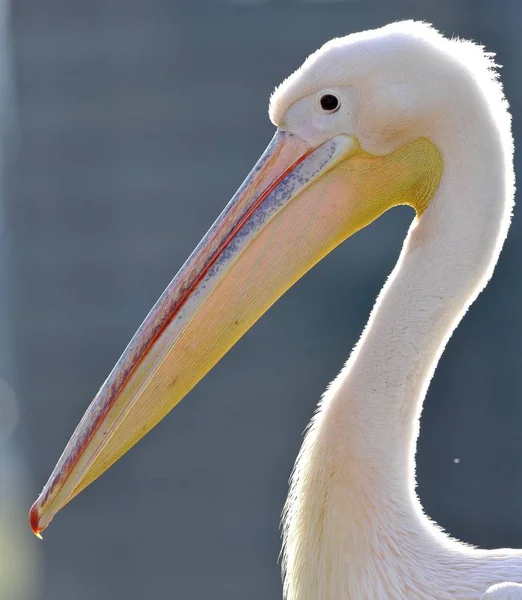 Grand pélican blanc — Photo