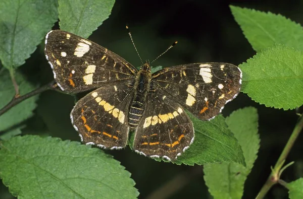 Landkarte Schmetterling Araschnia Levana Individuum Der Zweiten Oder Sommergeneration — Stockfoto