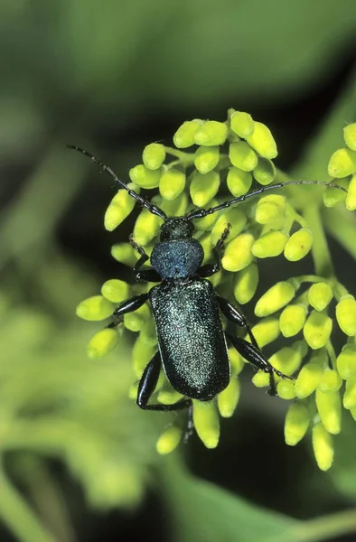 Longhorn Brouk Druhu Gaurotes Květ Okolíku — Stock fotografie