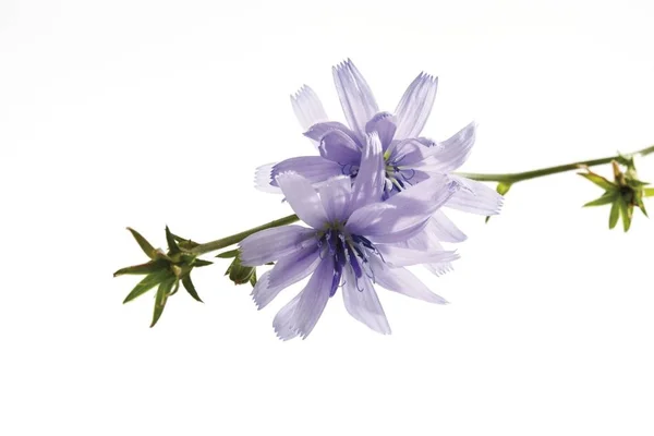 Gemensamma Cikoria Cichorium Intybus Medicinalväxt — Stockfoto