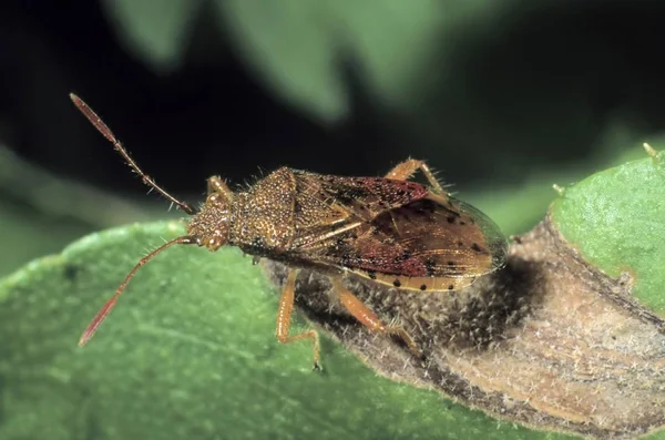 Άοσμος Bug Φυτικών Ειδών Stictopleurus Pictus — Φωτογραφία Αρχείου
