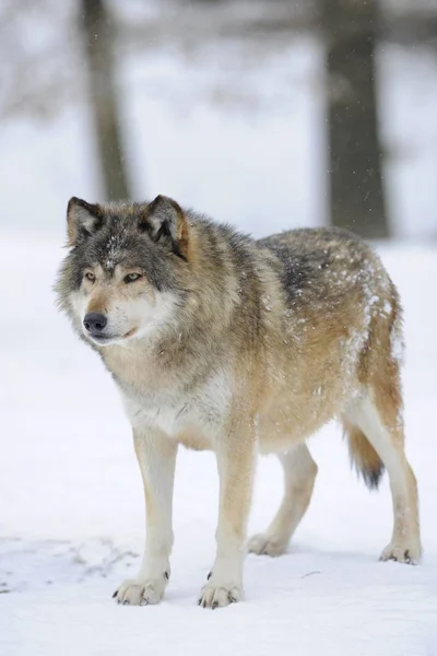 マッケンジー バレー オオカミ アラスカのツンドラ狼やカナダ タイリクオオカミ Canis Lupus ハブソウ 雪の中 パックの指導者で — ストック写真