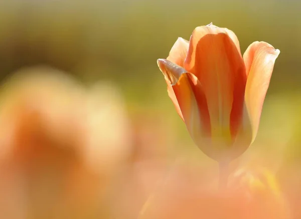 One Single Tulip Flower Aromatic Beautiful Tulipa — Stock Photo, Image