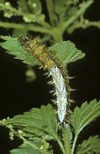 Close Comma Polygonia Album Caterpillar Stinging — стоковое фото