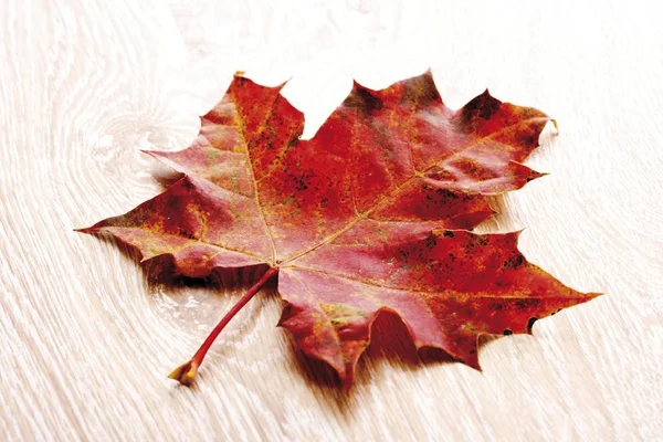 Червоний Осінній Лист Клен Acer — стокове фото