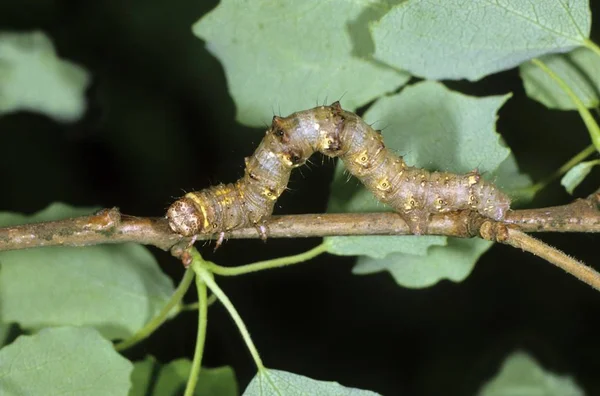 Soluk Brindled Güzellik Apocheima Pilosaria Caterpillar Onun Ayak Bitkinin Aspen — Stok fotoğraf