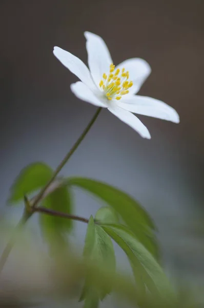 Waldanemone Windblume Weiße Anemone Nemorosa Blume — Stockfoto