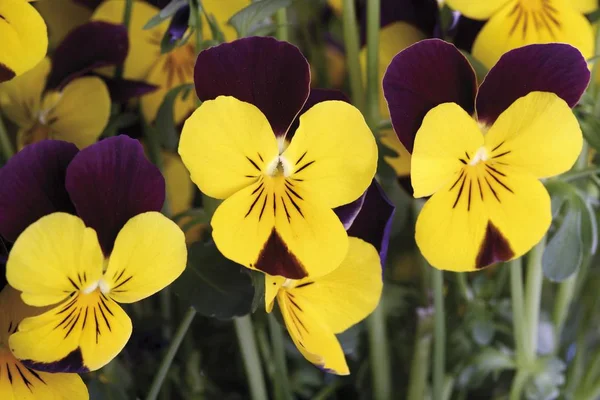 Horned Pansy, Horned Violet, Johnny-Jump-Up (Viola cornuta), violet, yellow
