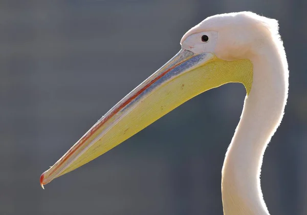 Grand pélican blanc — Photo