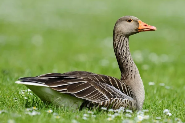 Grislag Goose Anser Anser — Fotografia de Stock