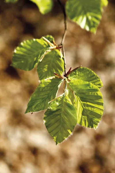 Beech Fagu Löv Skog Nya Blad Våren — Stockfoto