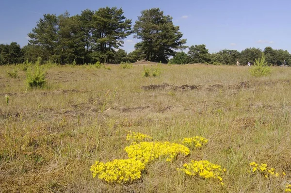 Ξερούς Βοσκότοπους Και Goldmoss Stonecrop — Φωτογραφία Αρχείου