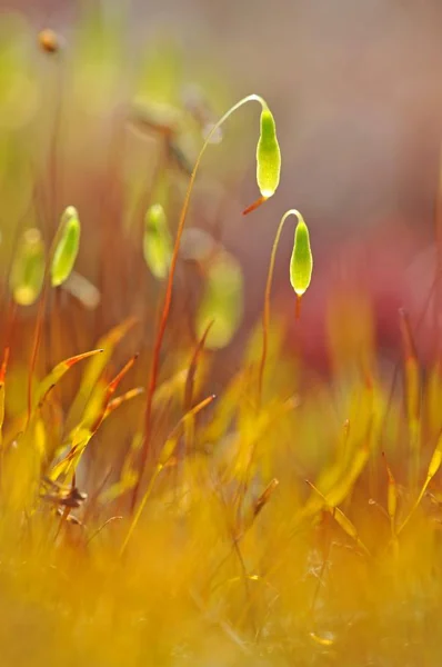 Moss Con Cápsulas Esporas Bryum Planta — Foto de Stock