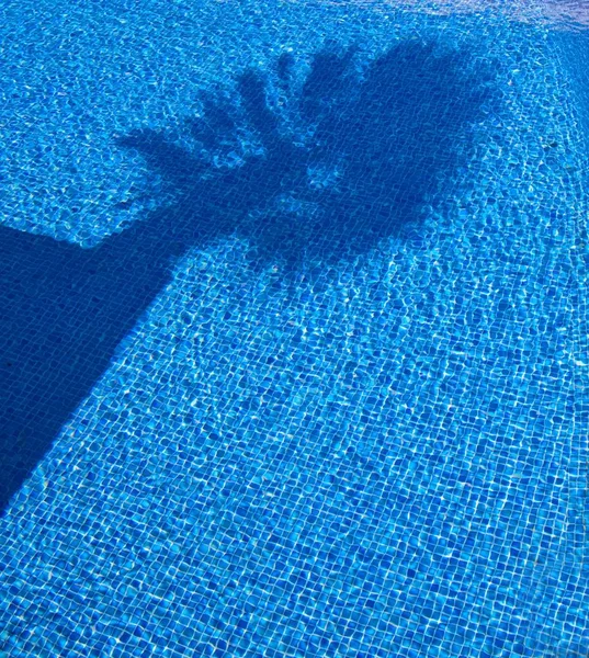 Ombre Palmier Dans Une Piscine — Photo