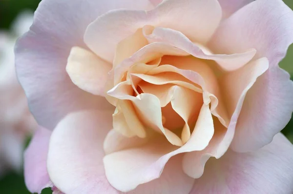 バラの花 ローザ クローズアップ 自然の中の動物相 — ストック写真
