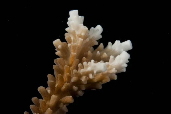 Stone Coral Acropora Närbild — Stockfoto