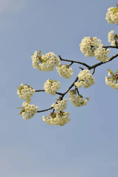 Цветущая Ветвь Вишни Весной — стоковое фото